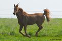 Asmar